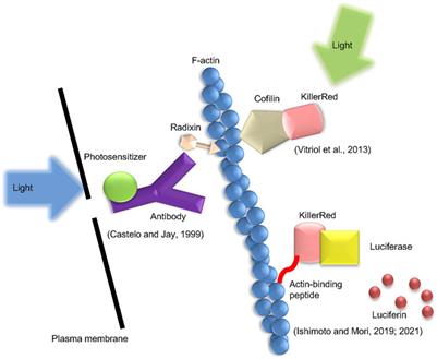 Control of actin polymerization via <mark class="highlighted">reactive oxygen species generation</mark> using light or radiation